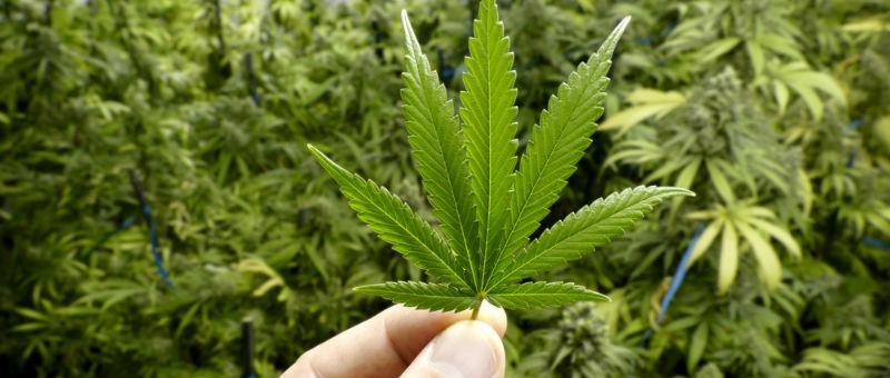 Santa Cruz Marijuana Crimes Lawyer